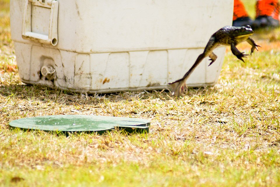 Governor’s Frog Jump and Egg Strike, Springfield SC, April 2nd through