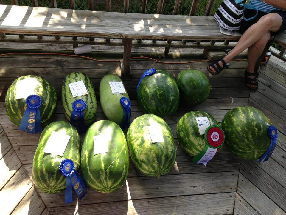 Hampton County Watermelon Festival, Hampton SC, June 18th through 26th